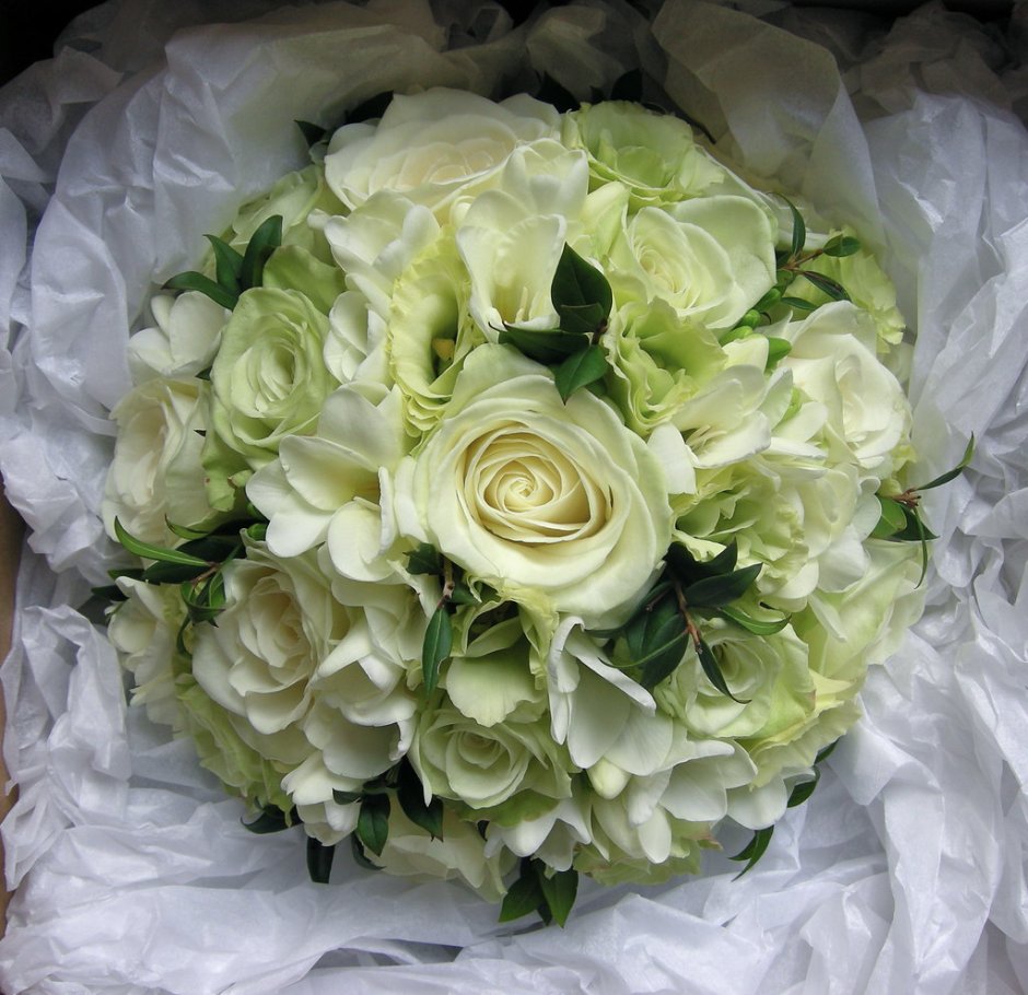 Бело зеленые розы реальное фото