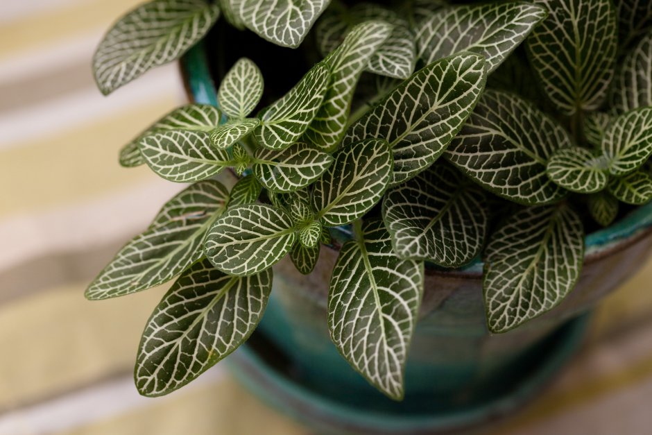 Fittonia argyroneura