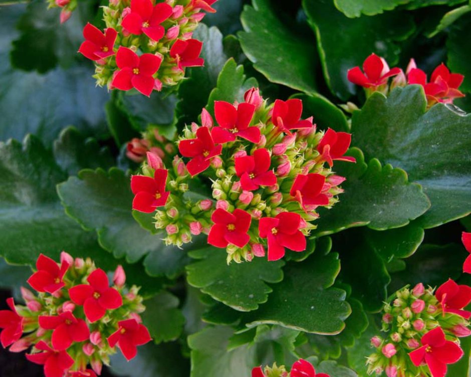 Комнатный цветок с маленькими красными цветочками
