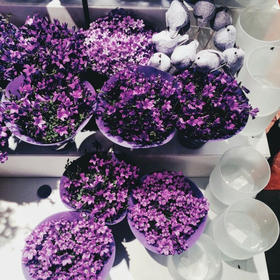Эстетика фиолетовых цветов
