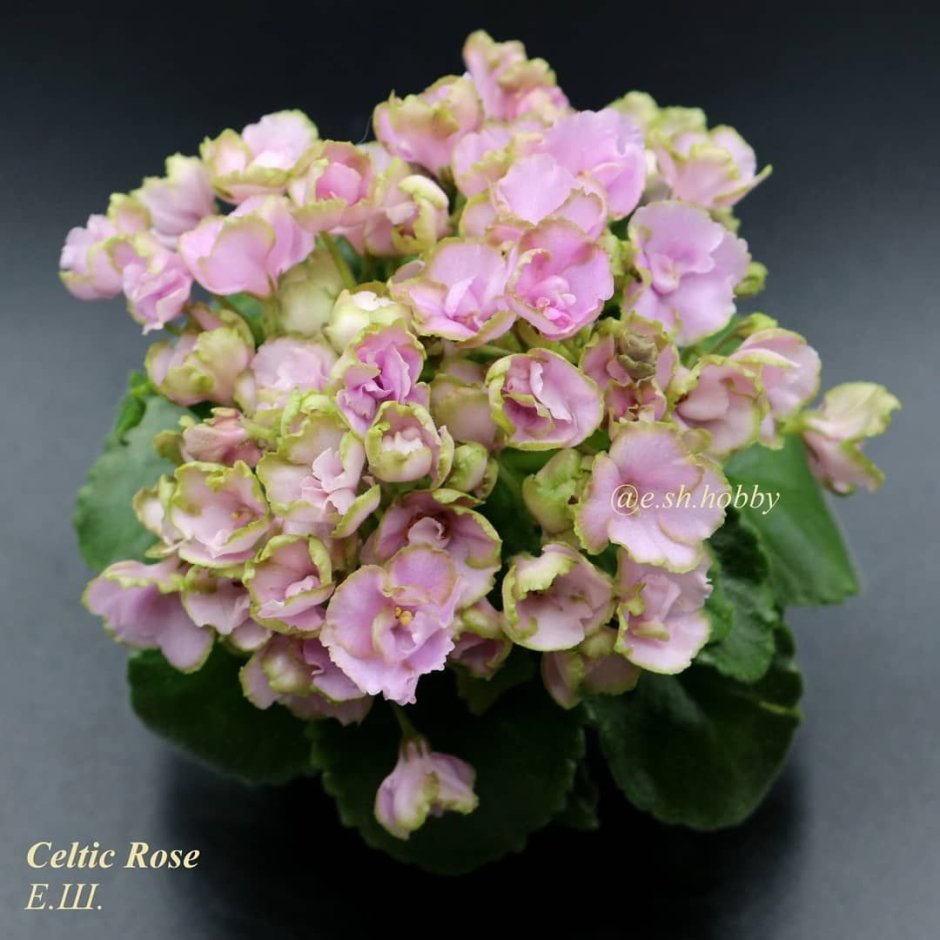 Сенполия Celtic Rose