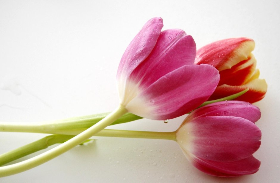 Цветы лежачие тюльпаны