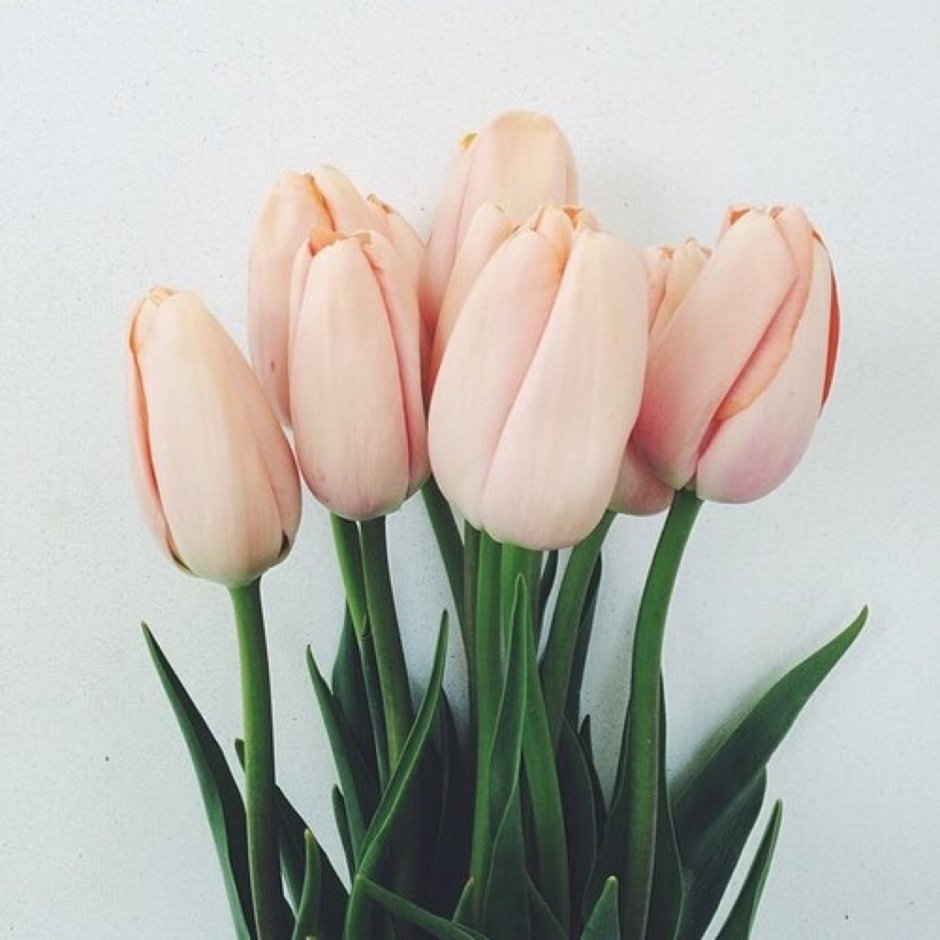 Пудровые тюльпаны