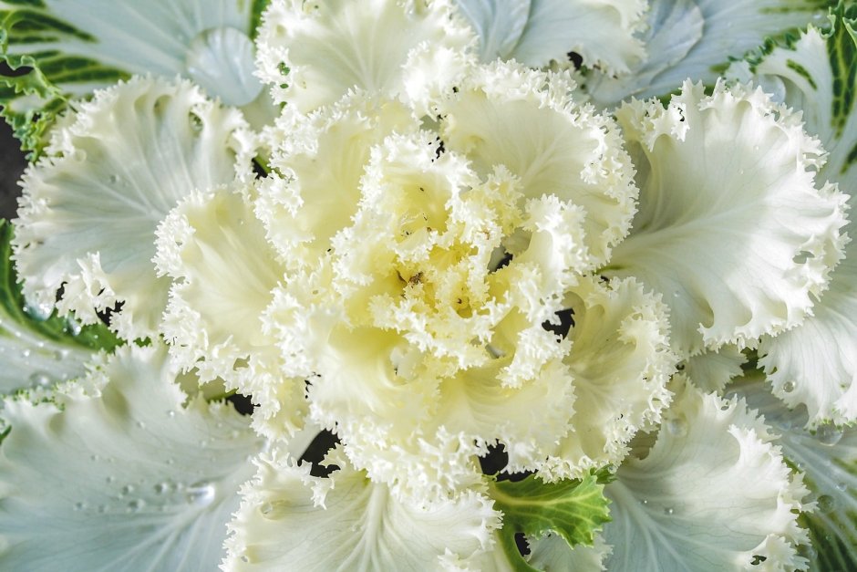 Капуста белая цветок