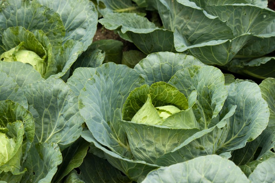 Дикий предок капусты Brassica oleracea