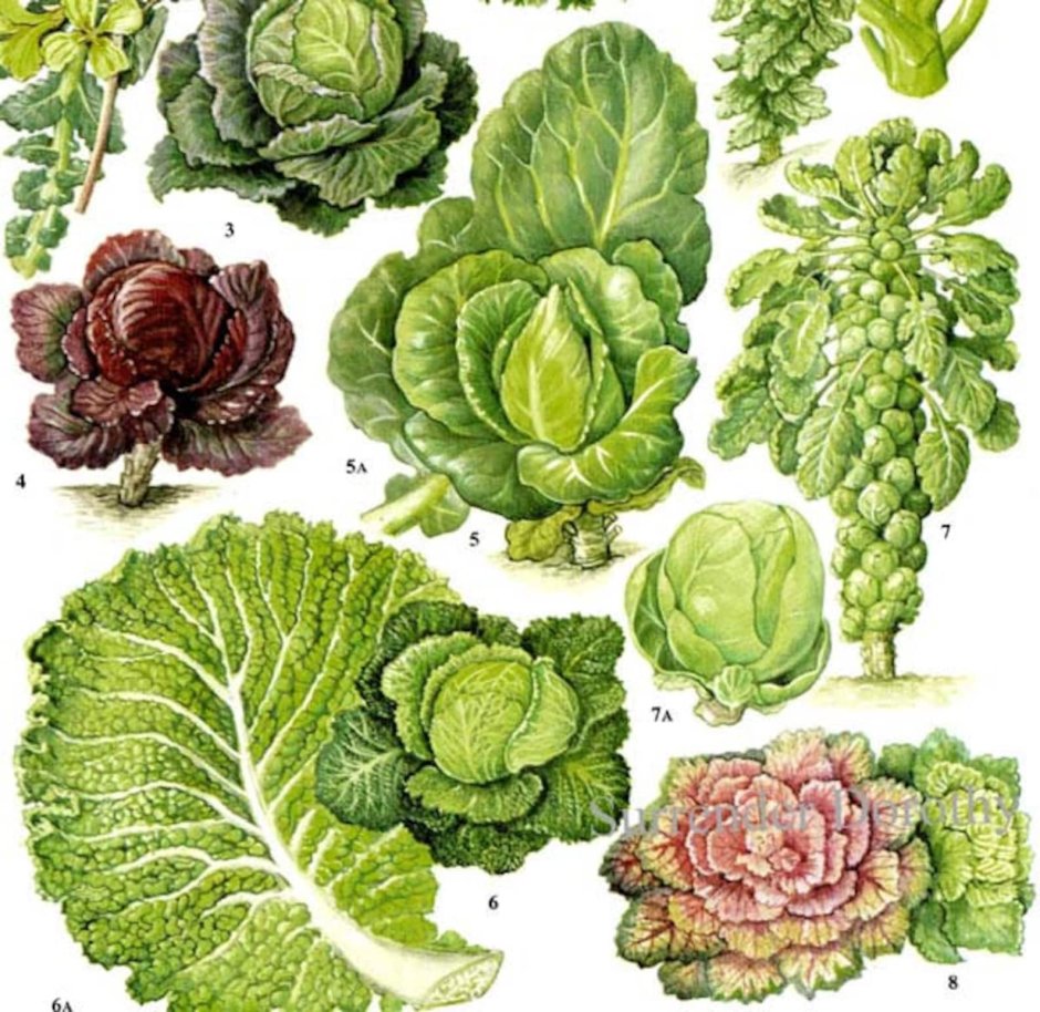 Kale Cabbage