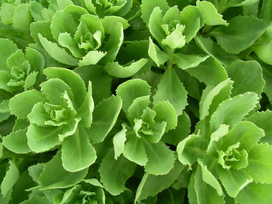 Растение с зелеными цветами