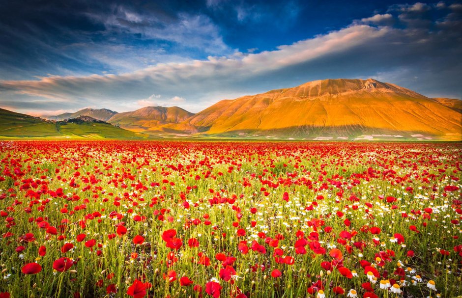 Маковые поля Кыргызстана