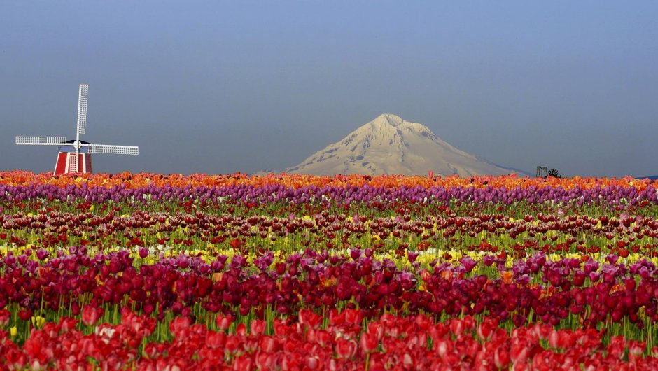 Тюльпановые поля в Таджикистане