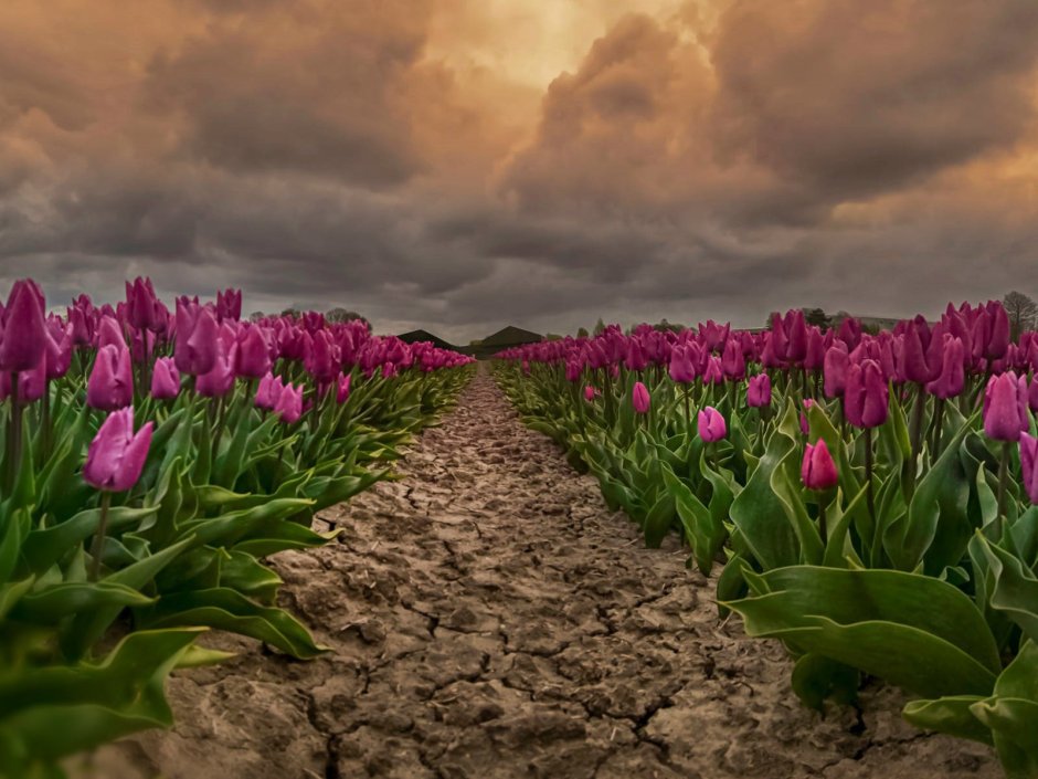 Природа фиолетовый тюльпан