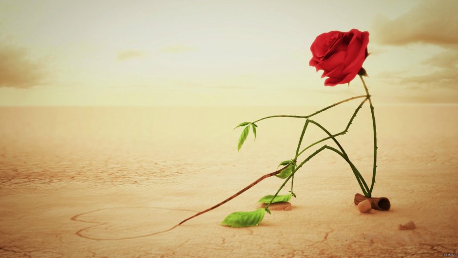 Одинокий цветок в пустыне