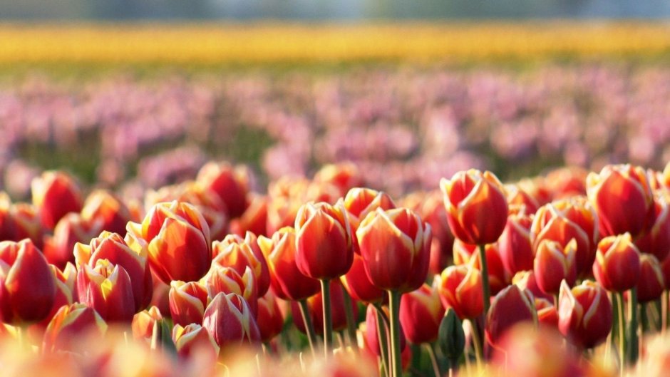 Цветочная Поляна тюльпаны