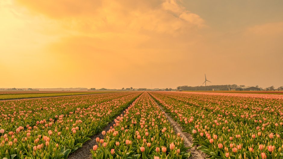 Голландия Амстердам тюльпаны