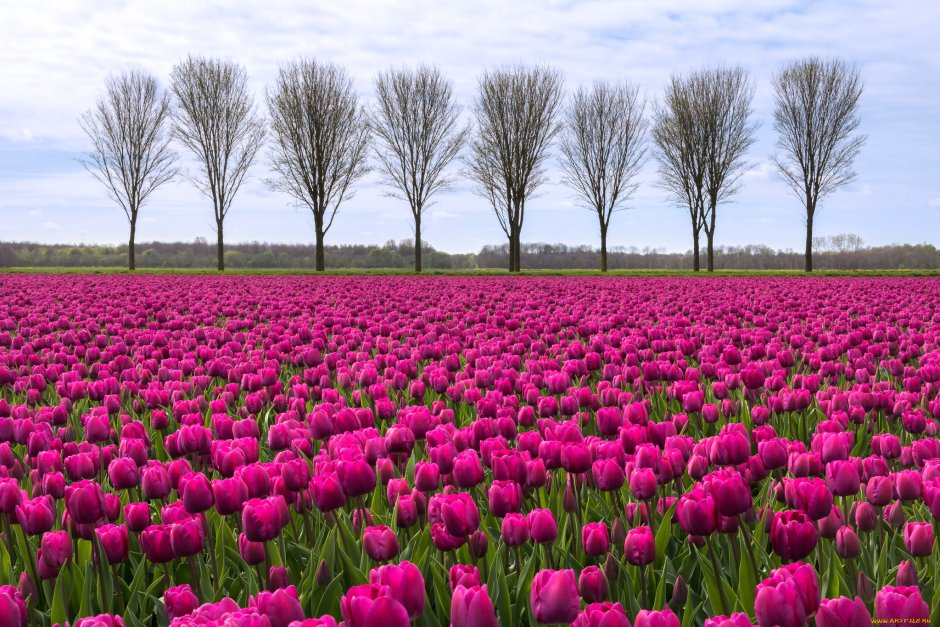 Клод Моне тюльпаны Голландии