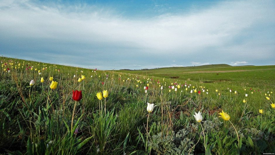 Цветение тюльпанов в Оренбургской степи