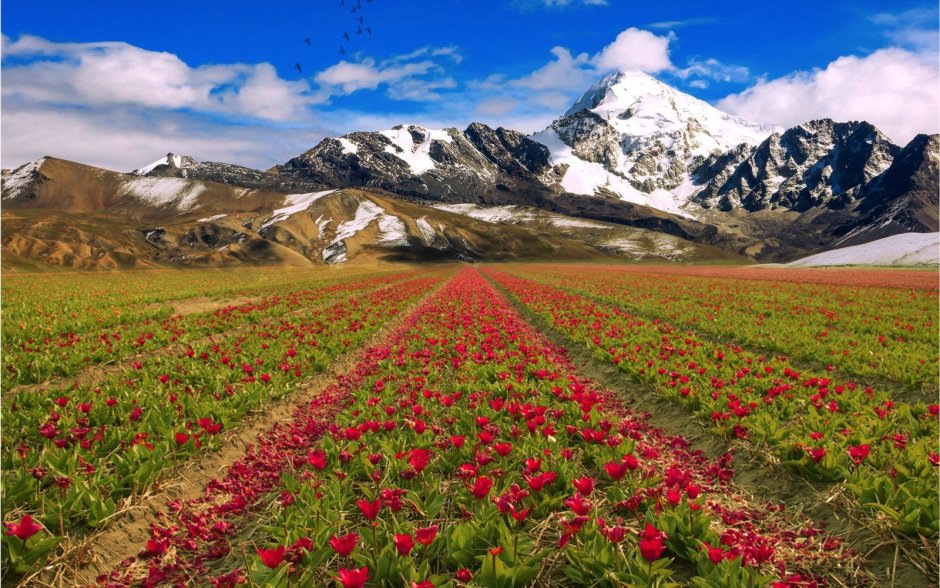 Тюльпаны в горах Таджикистана