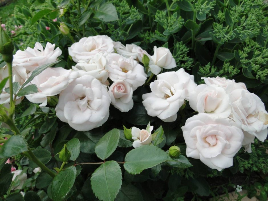 Роза флорибунда Aspirin Rose (аспирин Роуз)