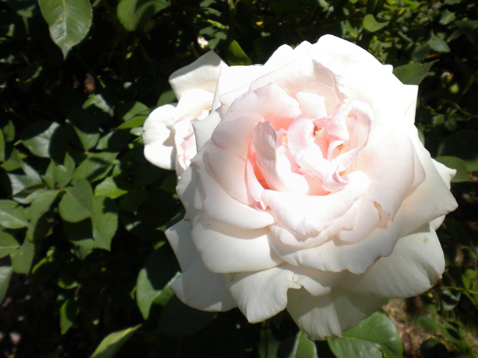 Роза флорибунда Вайт