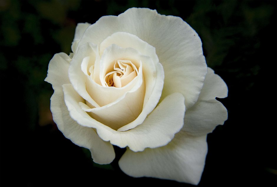 Роуз Уайт роза