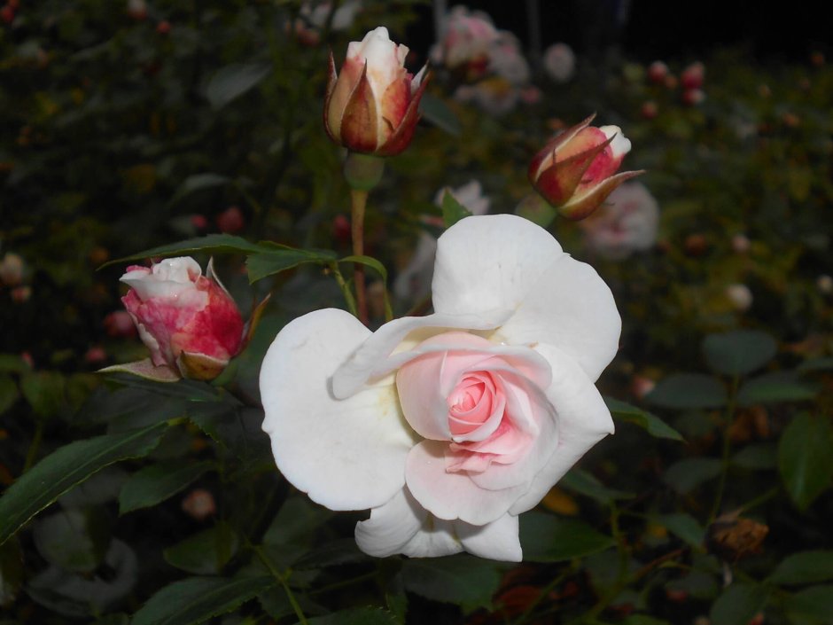 Роза флорибунда Aspirin Rose (аспирин Роуз)