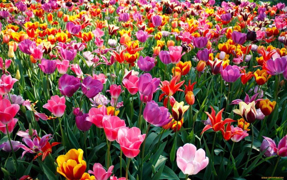 Парк Дзержинского Курск тюльпаны