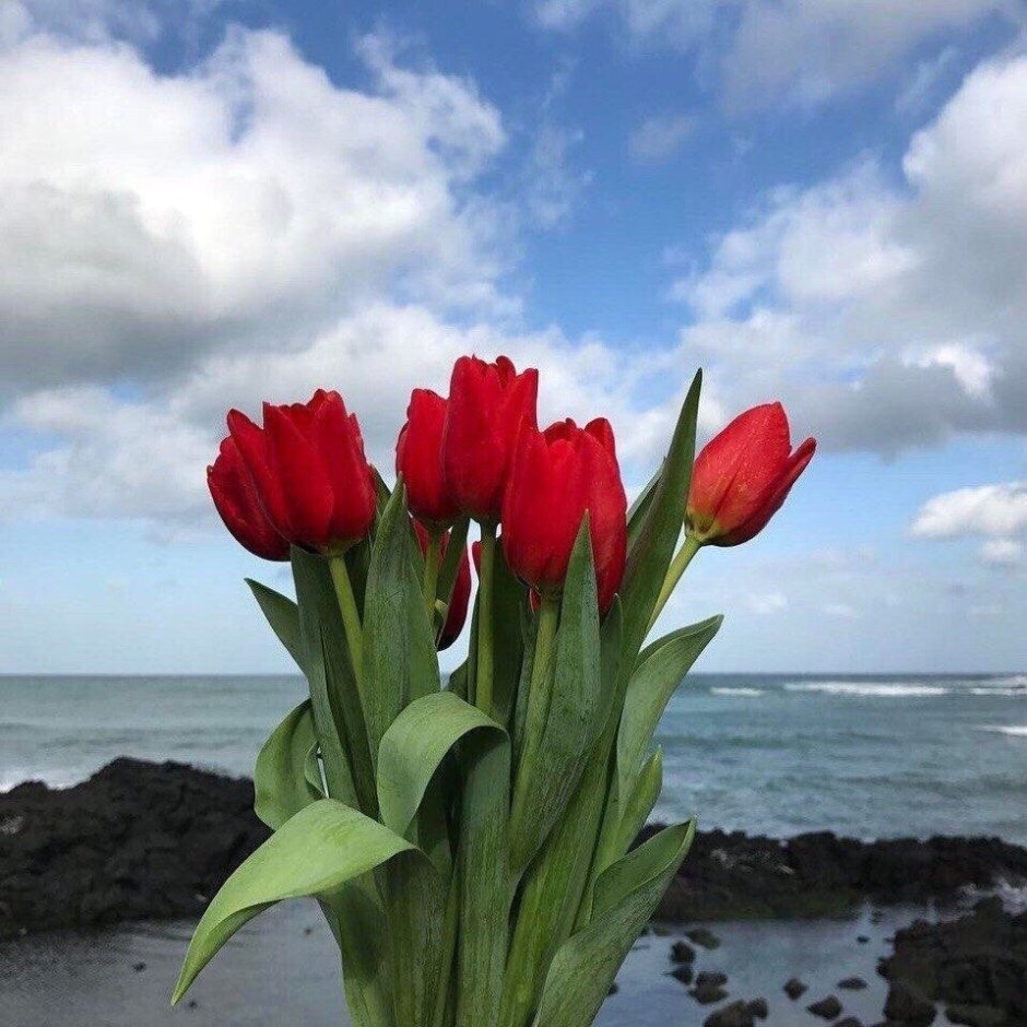 Море тюльпанов
