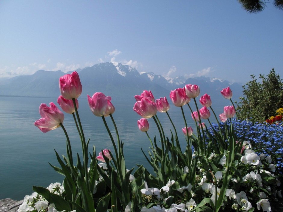 Долина черных тюльпанов Абхазия