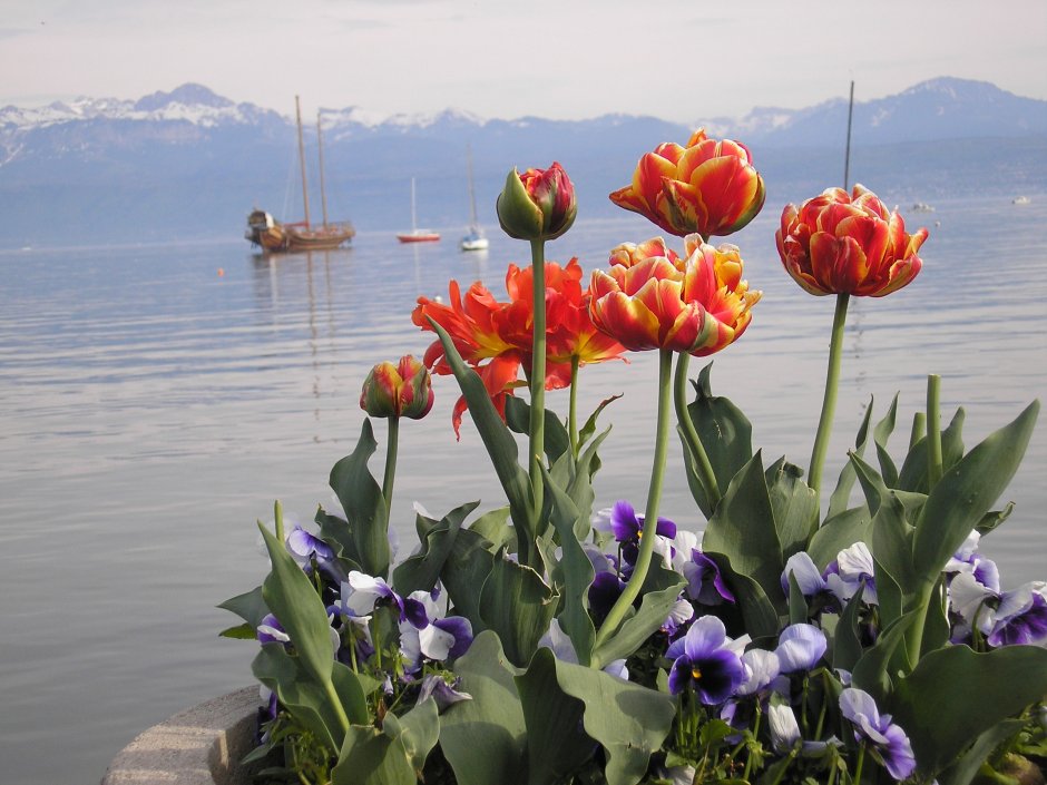 Тернополь озеро тюльпаны