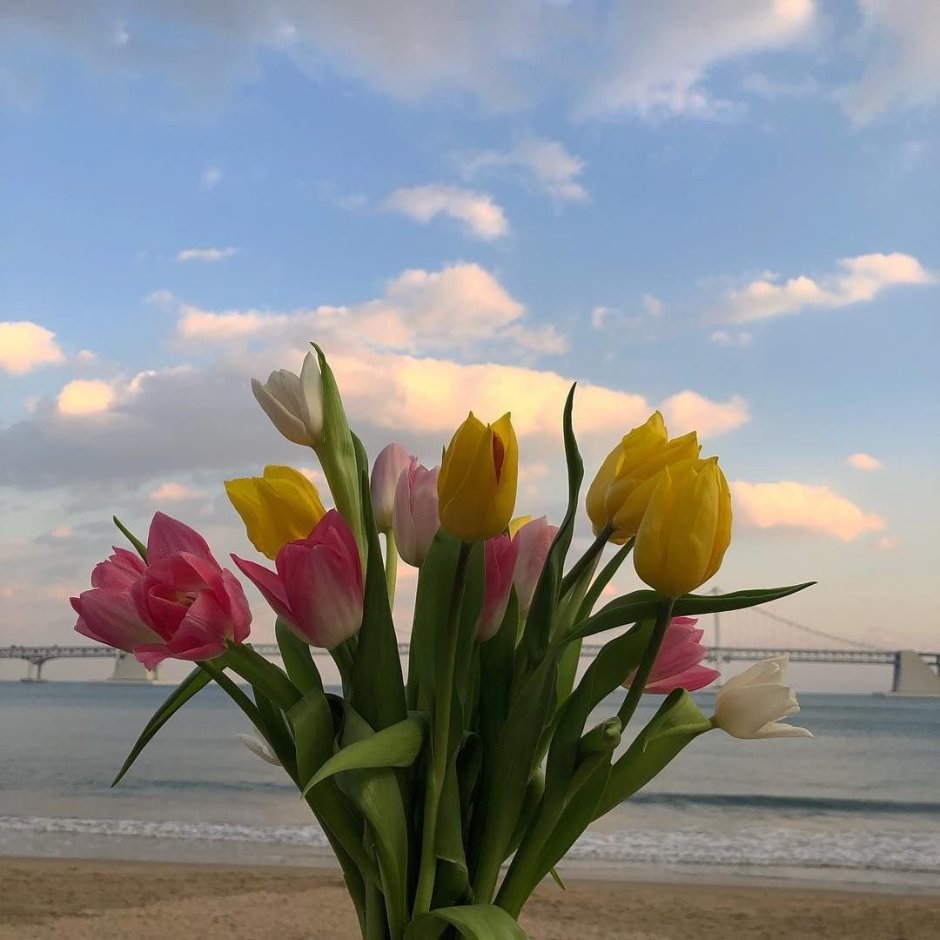 Море тюльпанов фото