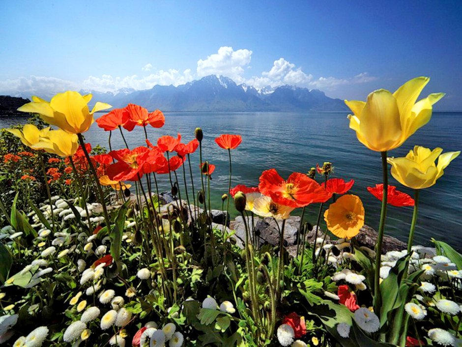 Цветы на берегу горного озера