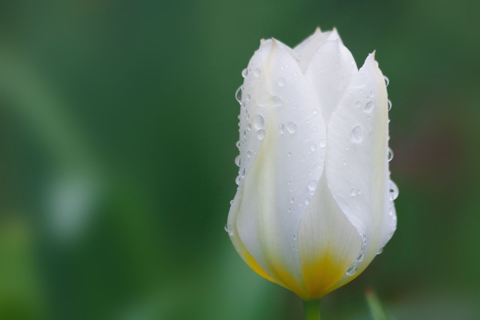 Белые Лилейные тюльпаны