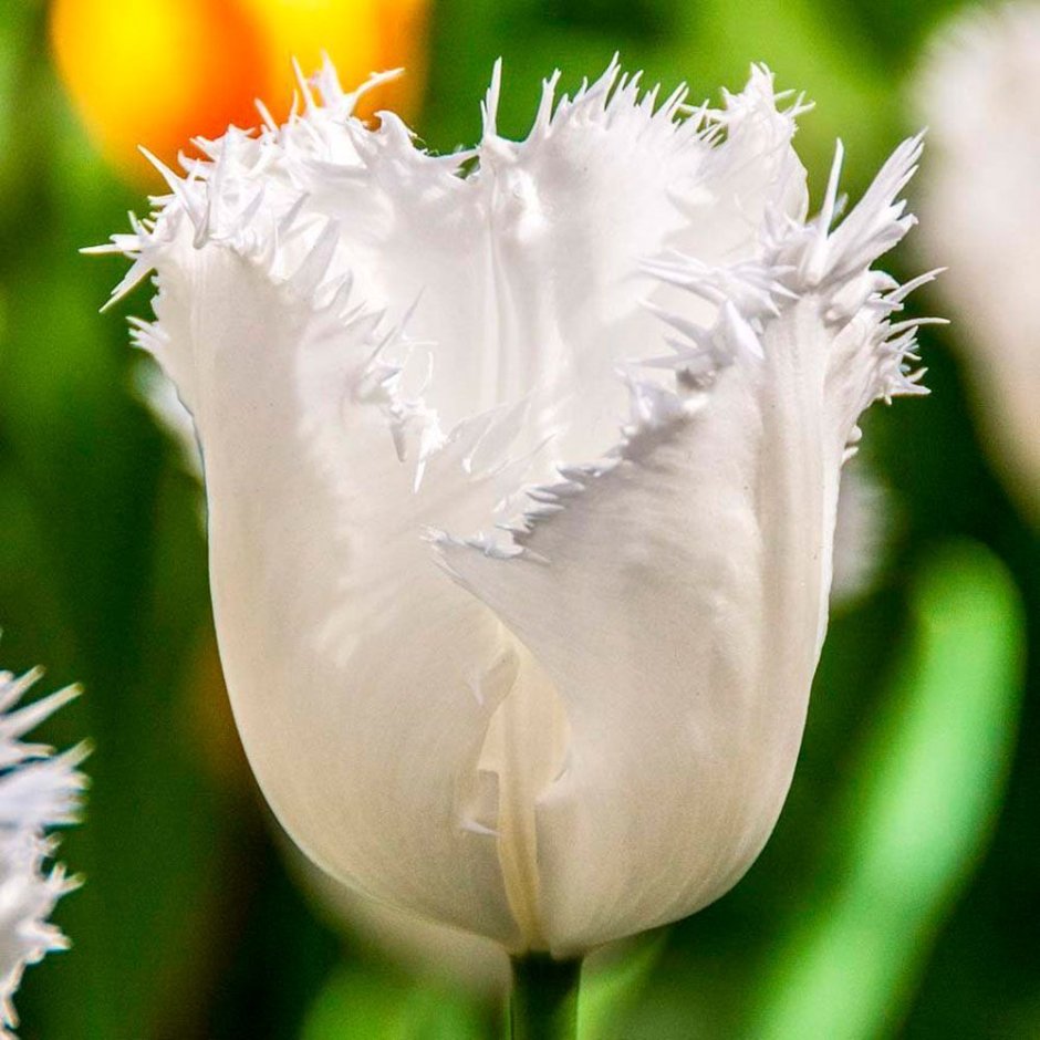 Тюльпан бахромчатый ханимун белый