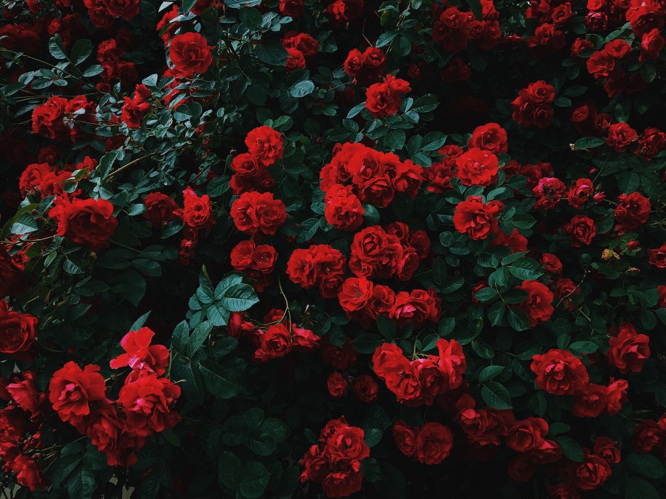 Кусты роз на темном фоне