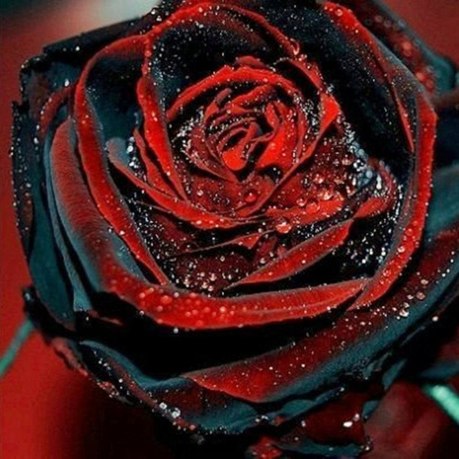 Цветы красно черные