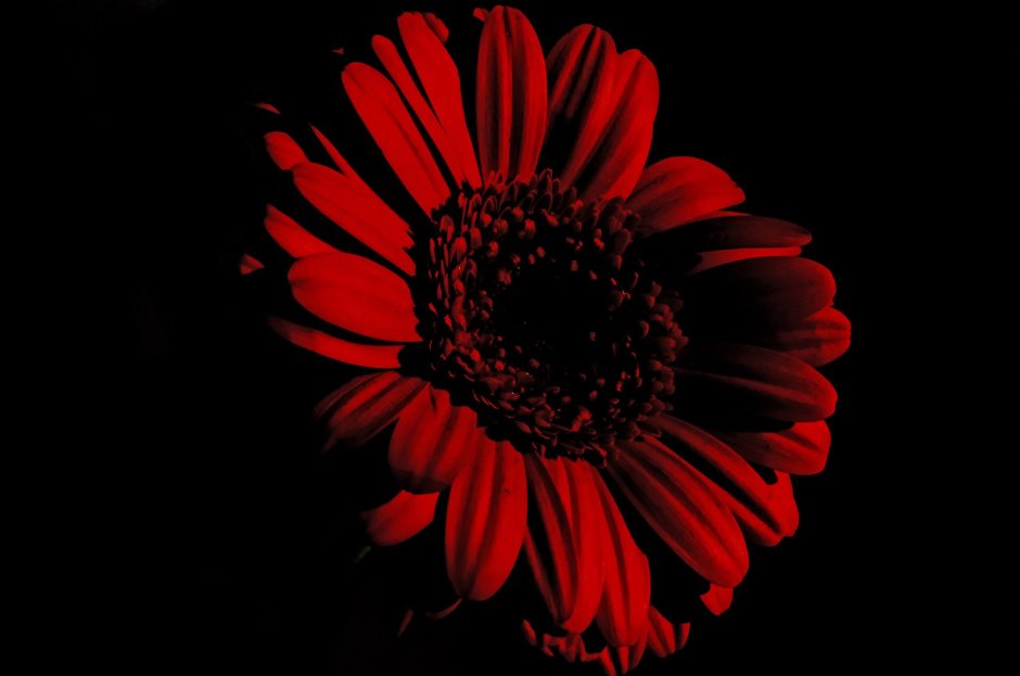Красные цветы на черном фоне
