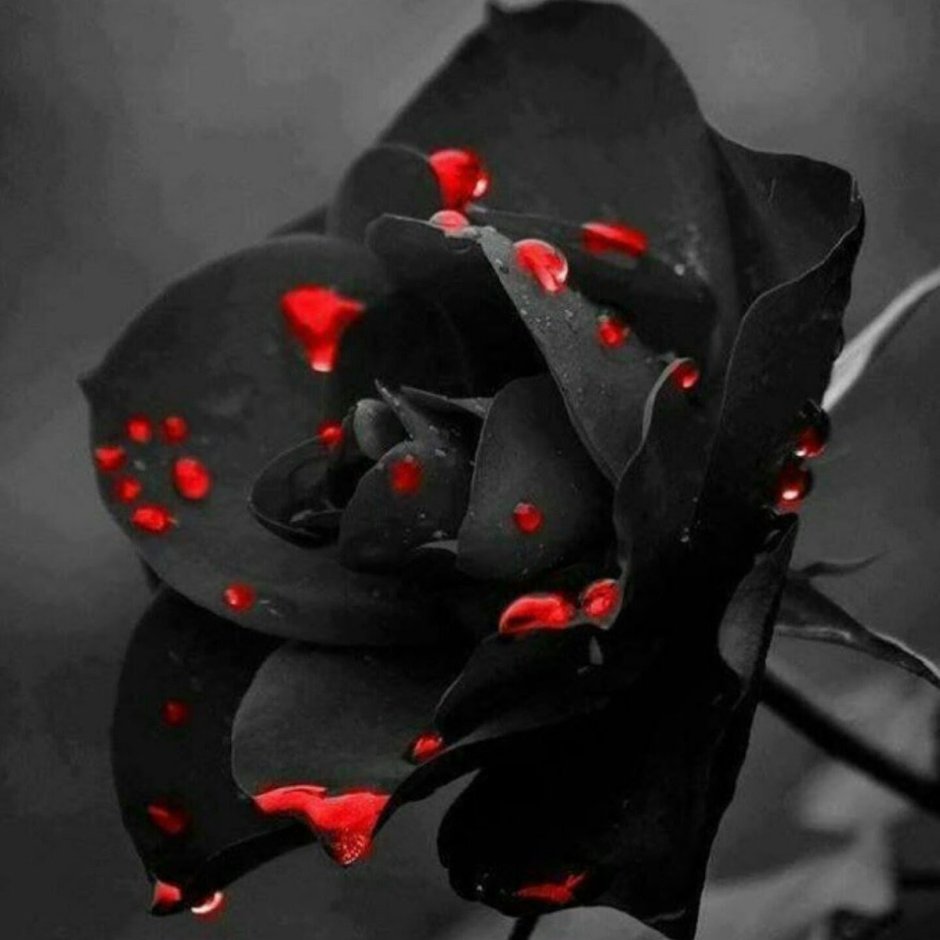 Чёрная роза цветок