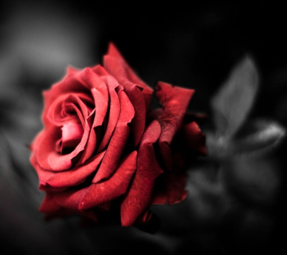 Красная роза на черно белом