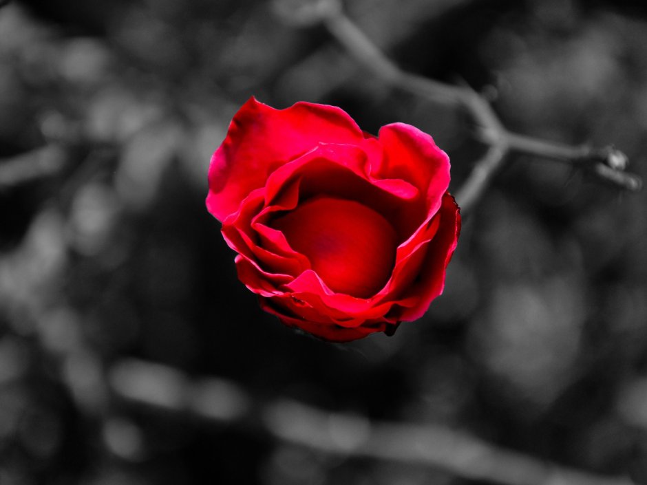 Красная роза на черном фоне