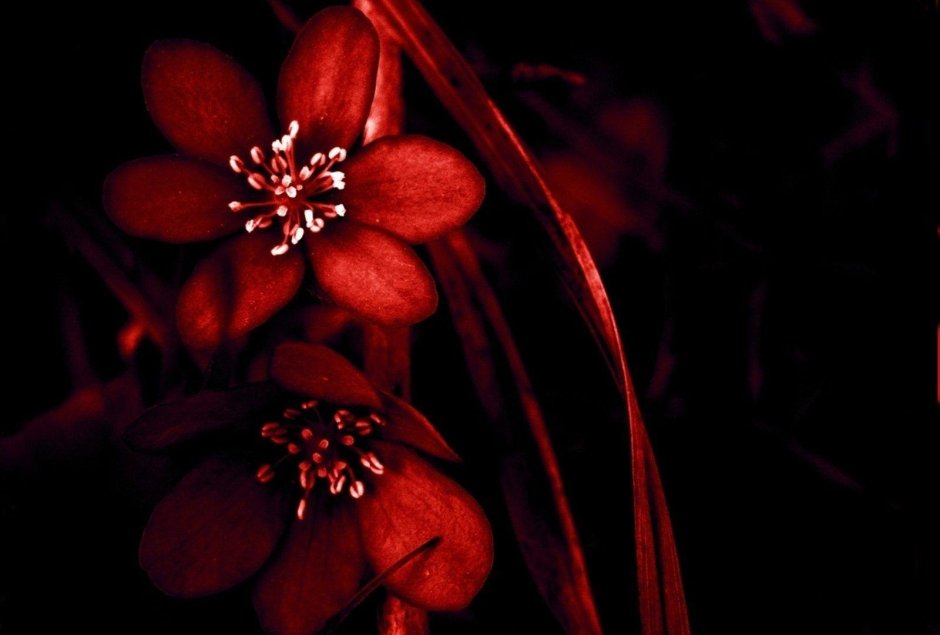 Чёрно красные цветки