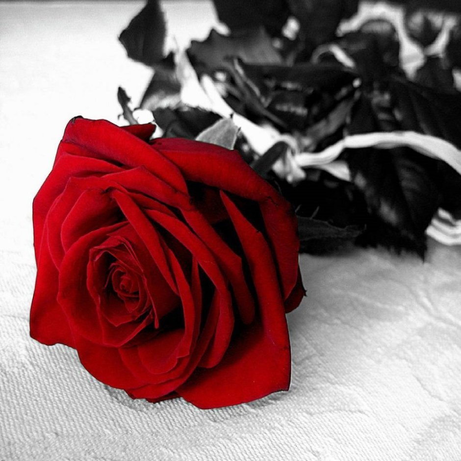 Огненно красные розы