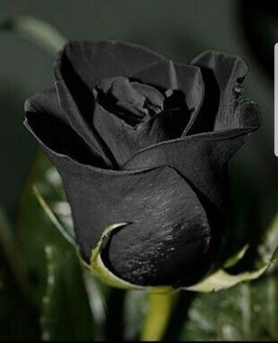 Черные розы в природе