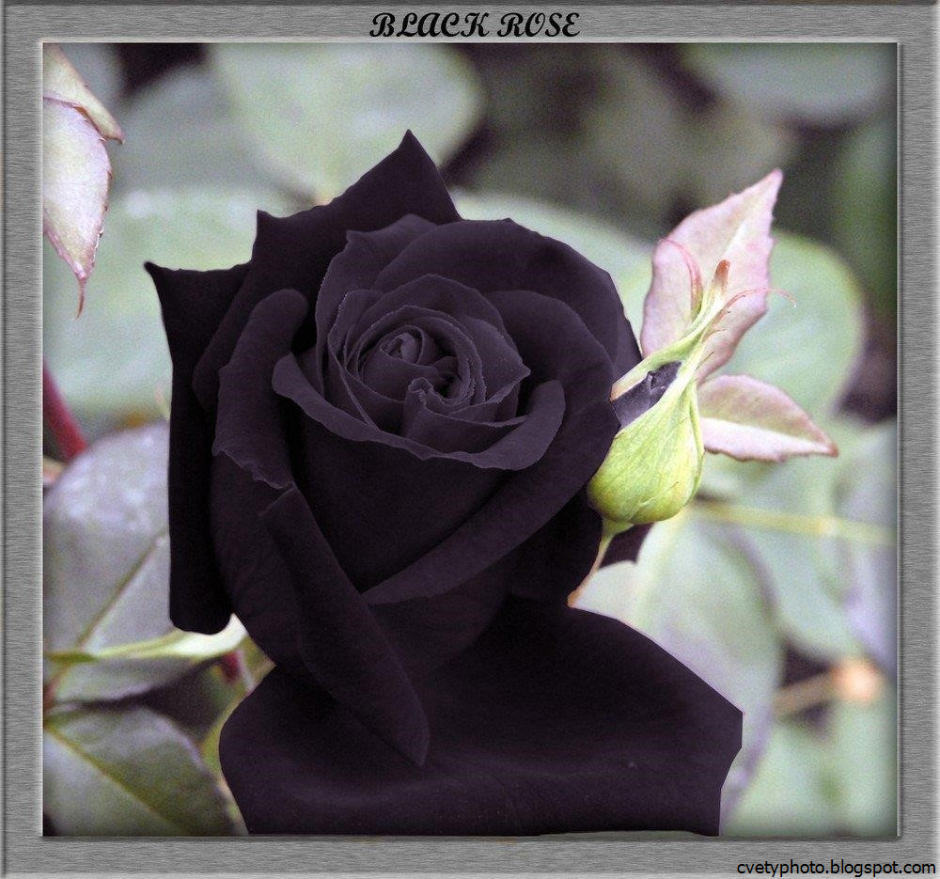 Черни роза