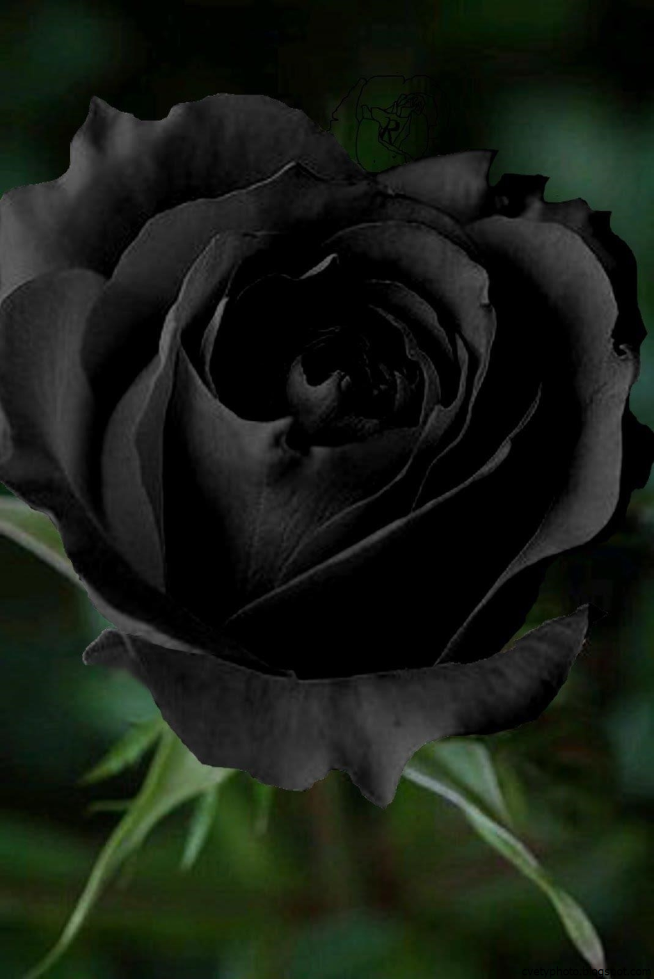 Черная роза Банши