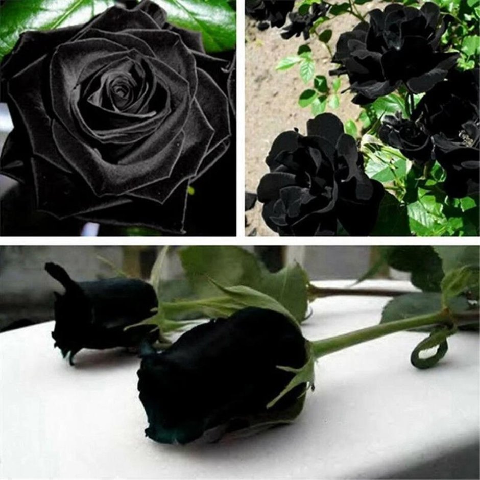 Черная Таинственная роза Somebana
