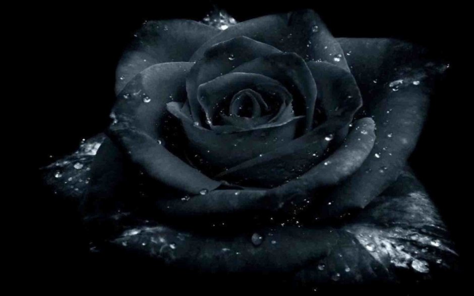 Красивые тёмные розы