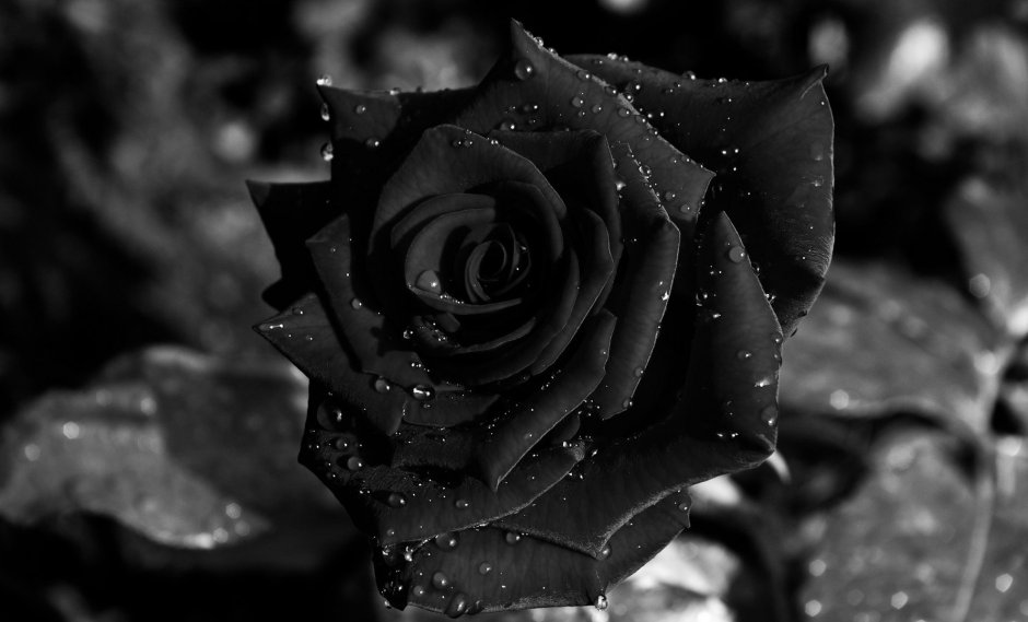 Красивые черные розы