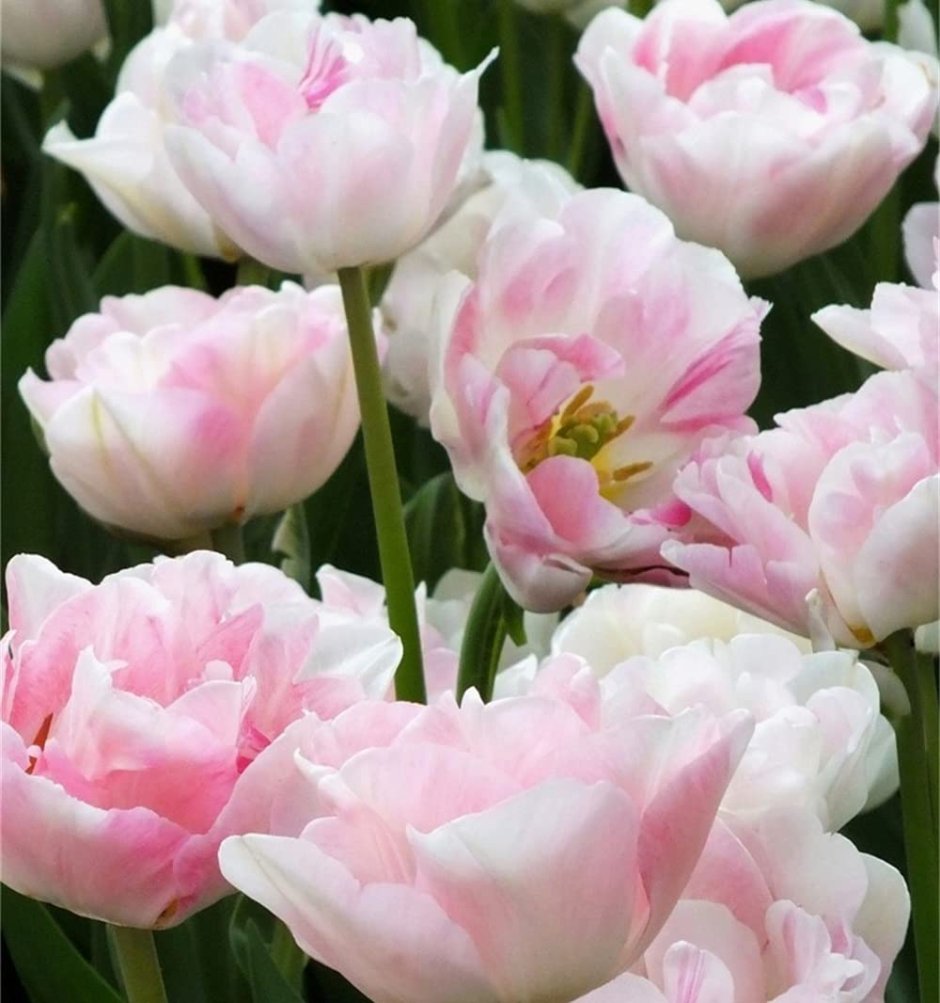 Тюльпан Tulipa Angelique