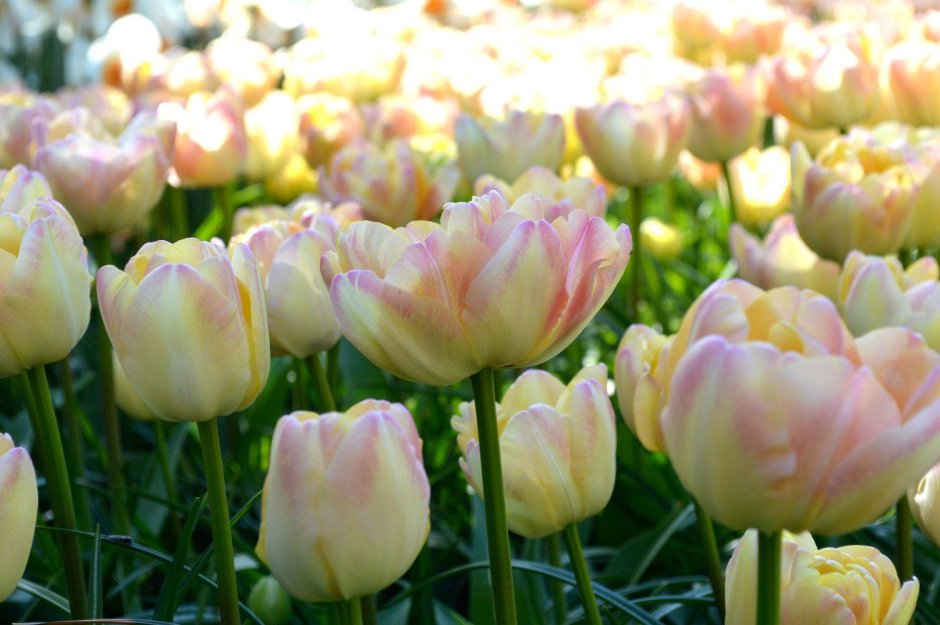 Тюльпаны Голландия сорта