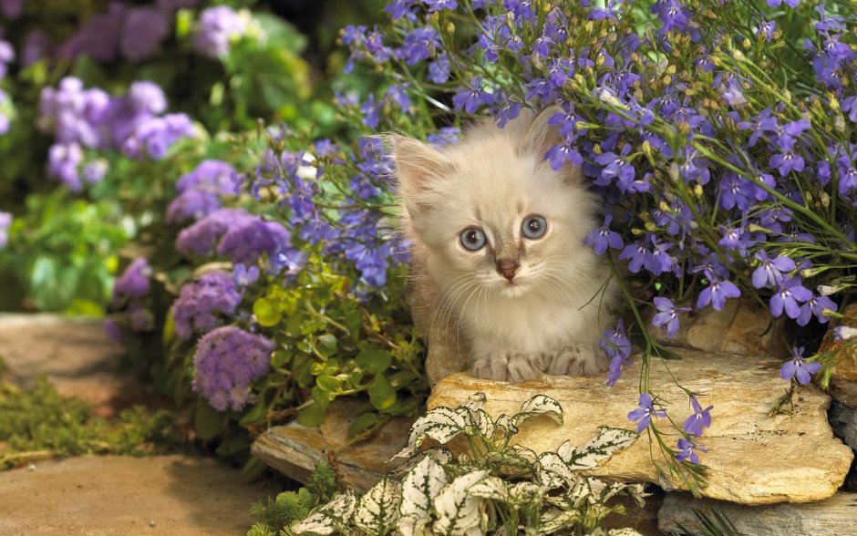Шотландский кот с цветами