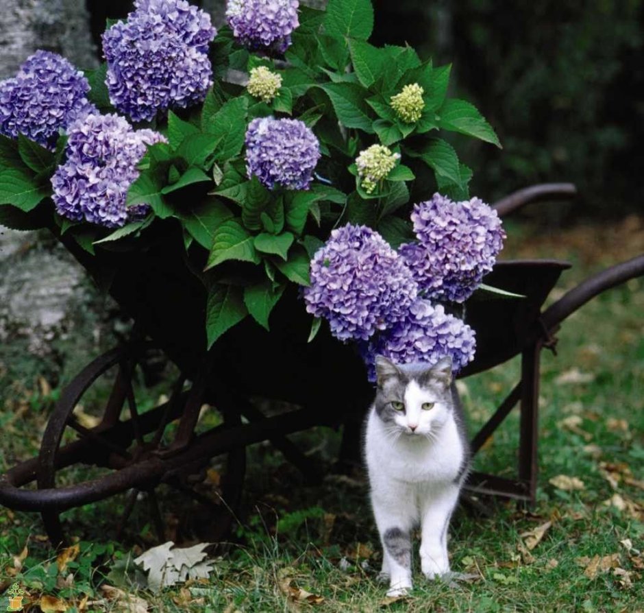 Анимашка котик с цветами